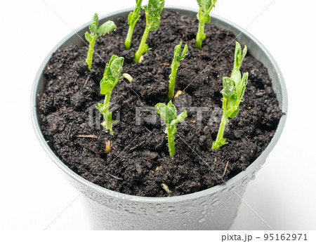 Pea leaf isolated. Green leaves, Macro Photo of Sprouted Legume Seeds in a Pot 95162971