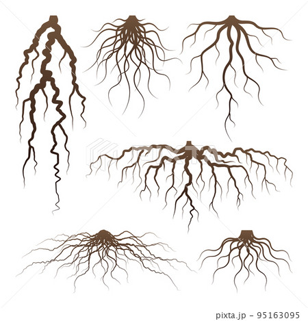 False Roots Drawing Plant Roots Drawing