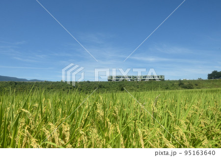 北杜市小淵沢町、青空と収穫間近の稲穂と築堤を行く上り列車 北杜市小淵沢町、青空と収穫間近の稲穂と築堤を行く上り列車 95163640