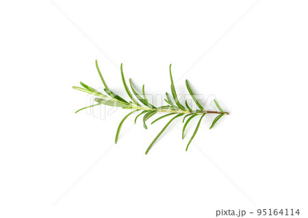 Fresh Rosemary Twig, Romarin Sprig Isolated Fresh Rosemary Twig, Romarin Sprig Isolated 95164114