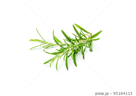 Fresh Rosemary Twig, Romarin Sprig Isolated 95164115