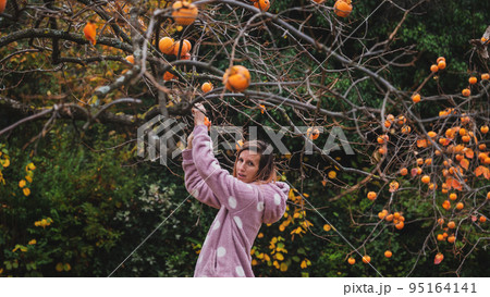 Young caucasian woman in pink sweater harvesting  homegrown persimmon fruits 95164141