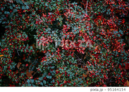 Image of Rockspray cotoneaster plant with ripe berries