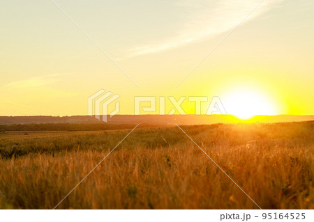 Scene of golden color sunset on the field with rye or wheat 95164525