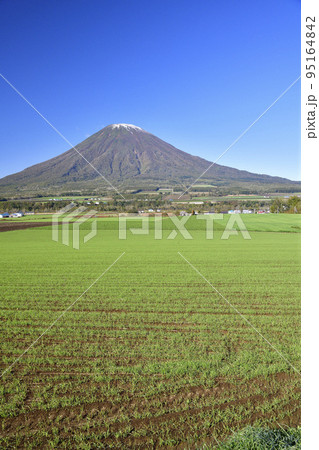 秋の北海道京極町で初冠雪の羊蹄山と芽を出した秋まき小麦畑の風景を撮影 95164842