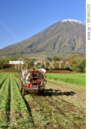 秋の北海道京極町でビートの収穫作業と初冠雪の羊蹄山の風景を撮影 95165123