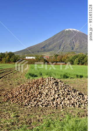 秋の北海道京極町でビートの収穫作業と初冠雪の羊蹄山の風景を撮影 95165128