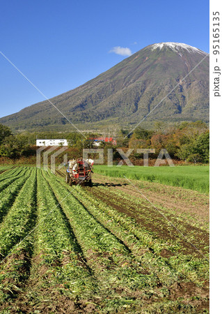 秋の北海道京極町でビートの収穫作業と初冠雪の羊蹄山の風景を撮影 秋の北海道京極町でビートの収穫作業と初冠雪の羊蹄山の風景を撮影 95165135