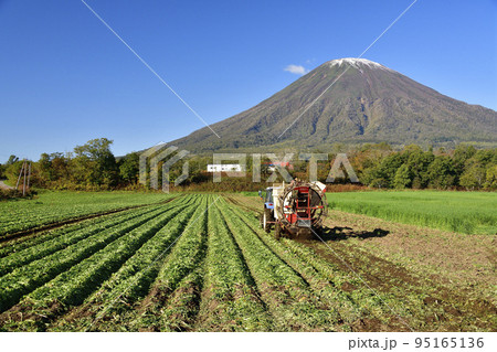 秋の北海道京極町でビートの収穫作業と初冠雪の羊蹄山の風景を撮影 95165136