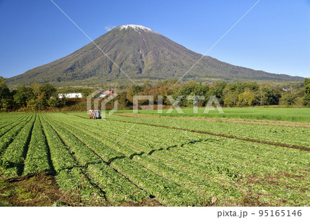 秋の北海道京極町でビートの収穫作業と初冠雪の羊蹄山の風景を撮影 秋の北海道京極町でビートの収穫作業と初冠雪の羊蹄山の風景を撮影 95165146