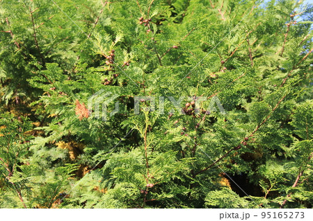 ヒノキ/枝葉と実 ヒノキ/枝葉と実 95165273