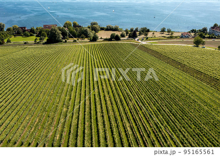 green vineyard at the lake 95165561