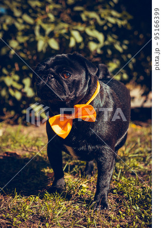 Portrait of cute pug puppy, outdoors. 95166399
