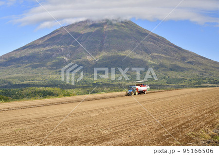秋の北海道真狩村で羊蹄山とジャガイモの収穫作業の風景を撮影 秋の北海道真狩村で羊蹄山とジャガイモの収穫作業の風景を撮影 95166506