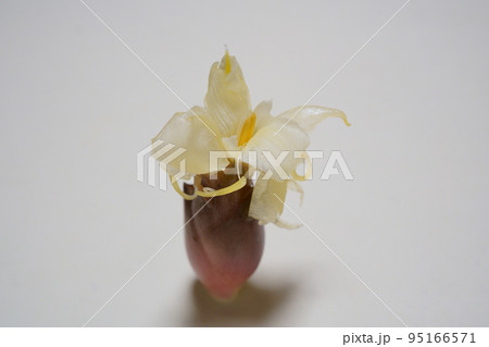 綺麗に咲いたミョウガの花 綺麗に咲いたミョウガの花 95166571
