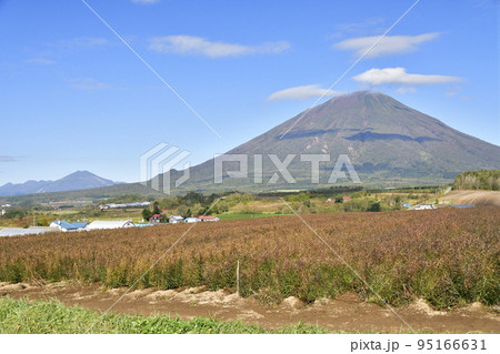 秋の北海道真狩村で羊蹄山と収穫間近のユリ根畑の風景を撮影 95166631