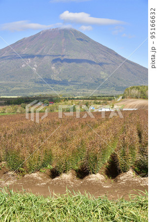 秋の北海道京極町で羊蹄山と収穫間近のユリ根畑の風景を撮影 95166632