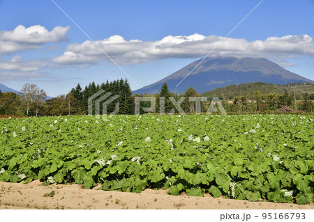 秋の北海道留寿都村でゴボウ畑の風景を撮影 秋の北海道留寿都村でゴボウ畑の風景を撮影 95166793