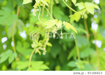 ホップの実 ホップの実 95166823