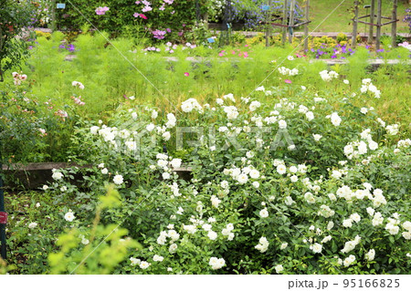 白バラの花 シュネービッチェン 白バラの花 シュネービッチェン 95166825