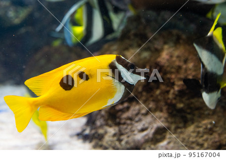 水族館は楽しい 95167004