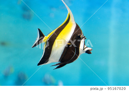 水族館は楽しい 水族館は楽しい 95167020