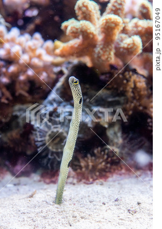 水族館は楽しい 水族館は楽しい 95167049