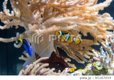 水族館は楽しい 95167054