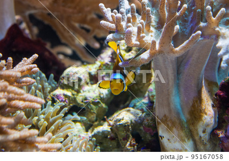 水族館は楽しい 水族館は楽しい 95167058