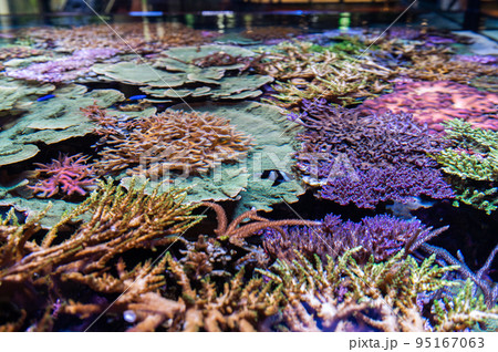 水族館は楽しい 水族館は楽しい 95167063