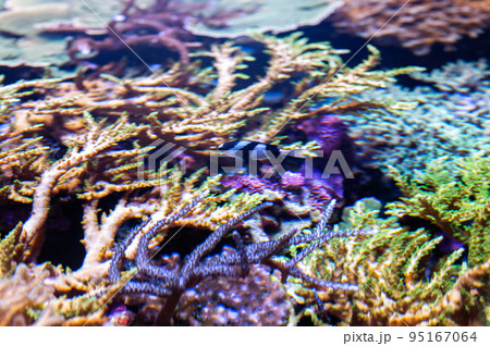 水族館は楽しい 95167064