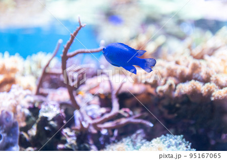 水族館は楽しい 95167065