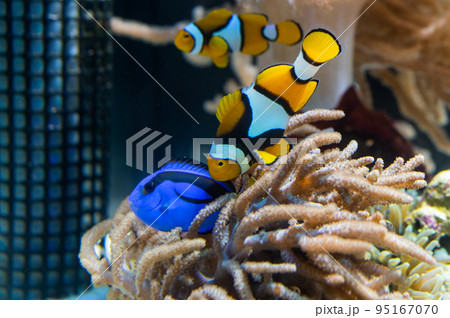 水族館は楽しい 水族館は楽しい 95167070