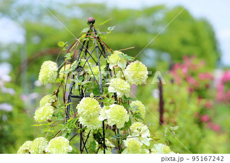 クレマチスの花 白万重 クレマチスの花 白万重 95167242