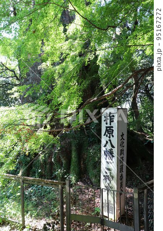 柞原八幡宮のクス 95167272