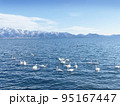 晴れた冬の日の猪苗代湖の白鳥 95167447