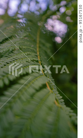 奥行きのあるシダ植物の葉っぱ 奥行きのあるシダ植物の葉っぱ 95167530