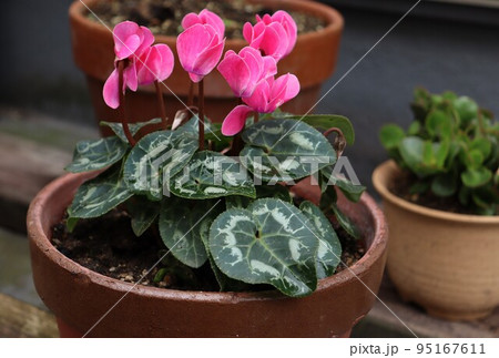 冬の鉢植え ガーデンシクラメン 冬の鉢植え ガーデンシクラメン 95167611