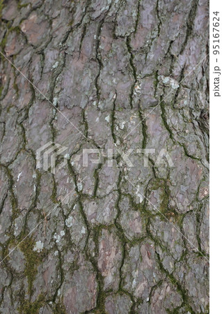 松 表 森林 95167624