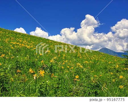 霧ヶ峰高原のニッコウキスゲ12 霧ヶ峰高原のニッコウキスゲ12 95167775