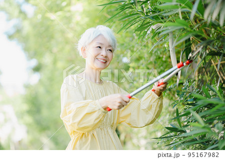 庭木の剪定をするシニア女性 庭木の剪定をするシニア女性 95167982