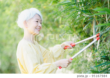 庭木の剪定をするシニア女性 95167984