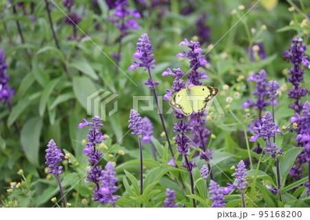 モンキチョウとサルビア モンキチョウとサルビア 95168200