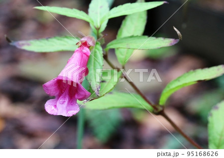 珍しい秋の花 アシタカジャコウソウ（愛鷹麝香草） 95168626