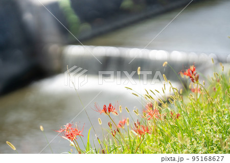 愛知県半田市　童話ごんぎつねの里として知られる矢勝川沿いの彼岸花と猫じゃらし 95168627