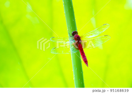 蓮の葉に止まるショウジョウトンボ 蓮の葉に止まるショウジョウトンボ 95168639