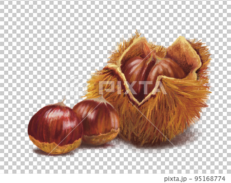 秋の素材、水彩画風手描きの栗の実のイラストセット 秋の素材、水彩画風手描きの栗の実のイラストセット 95168774