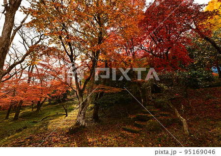 常勝寺の紅葉 常勝寺の紅葉 95169046