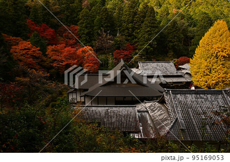 宇土観音 弘誓寺のイチョウ 宇土観音 弘誓寺のイチョウ 95169053