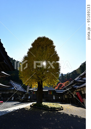 宇土観音 弘誓寺のイチョウ 宇土観音 弘誓寺のイチョウ 95169133
